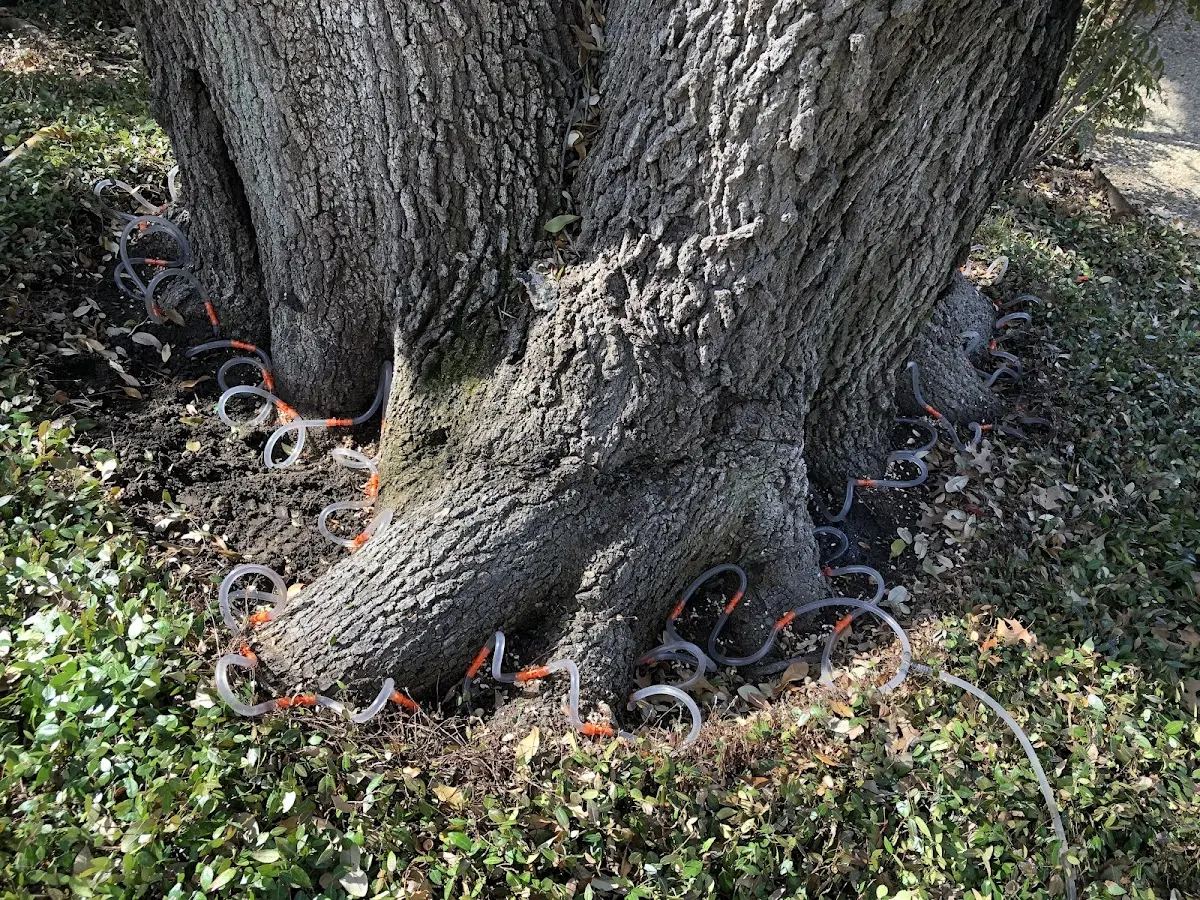 Detailed Tree Cabling and Bracing job site in Cape Girardeau