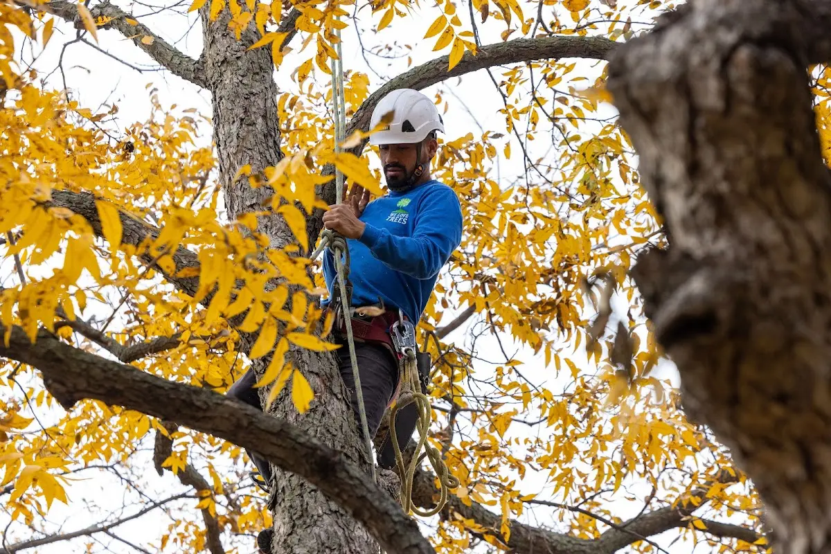 Skilled Tree Planing crew working in Cape Girardeau